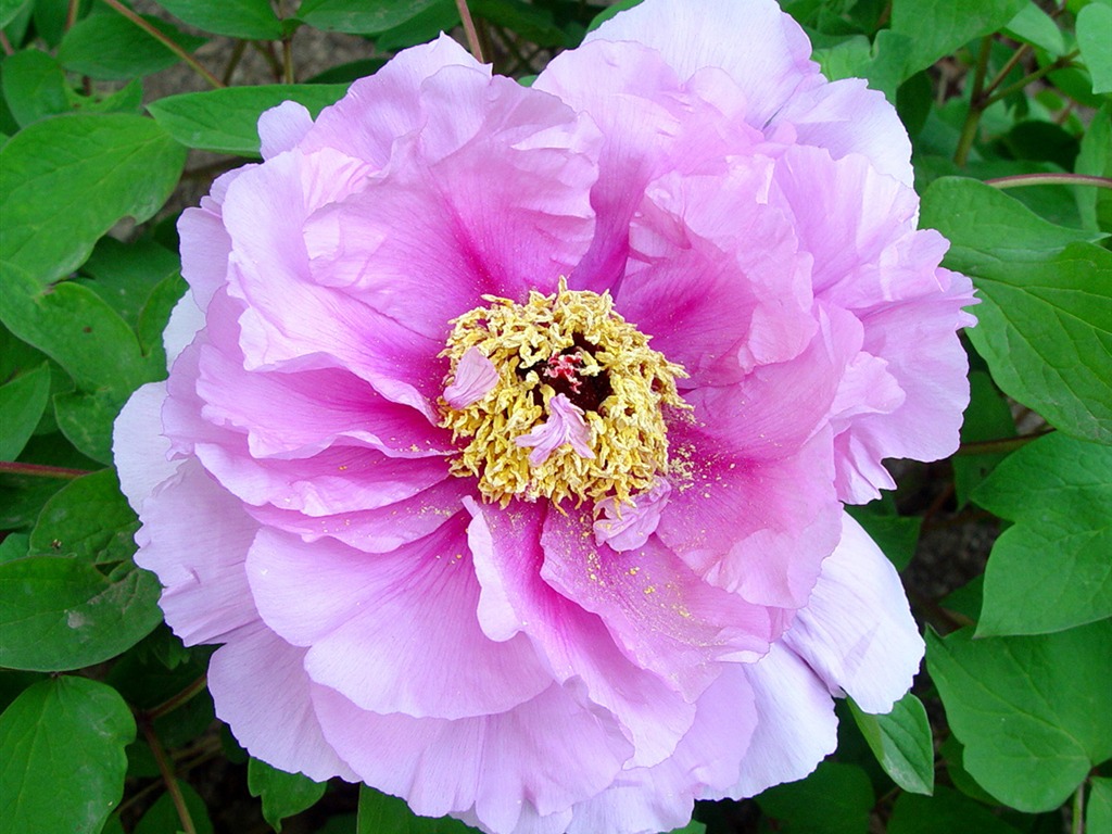 Fondos de la reina Flor Peonía #7 - 1024x768