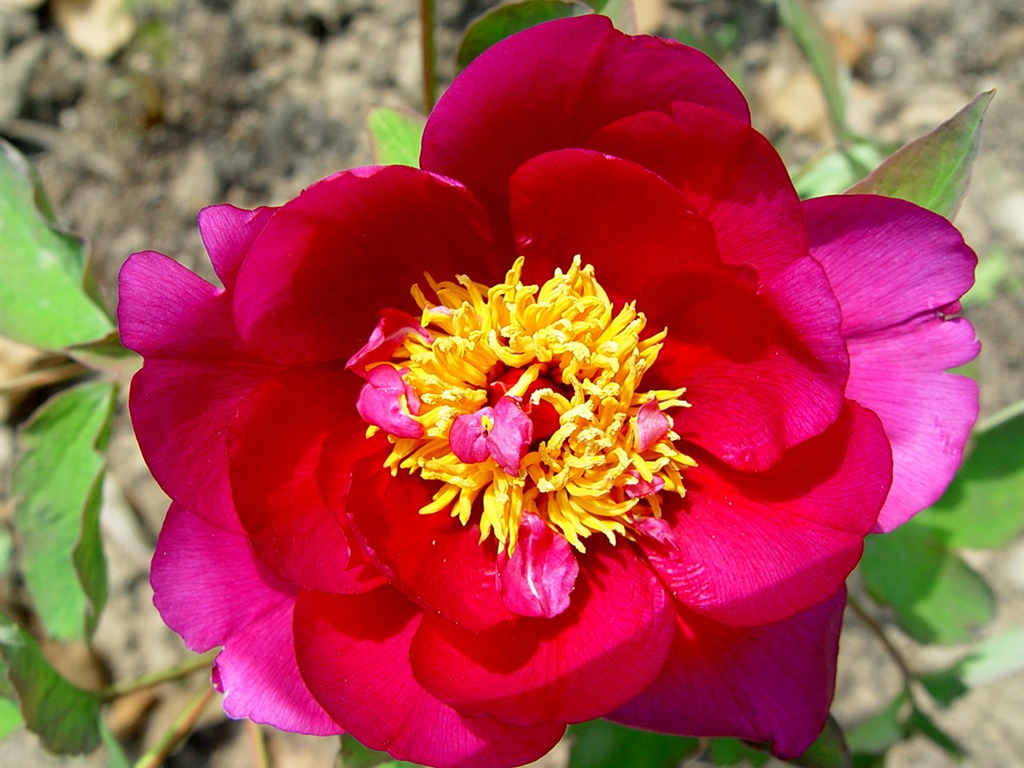 Fonds d'écran de la Reine fleur de pivoine #18 - 1024x768