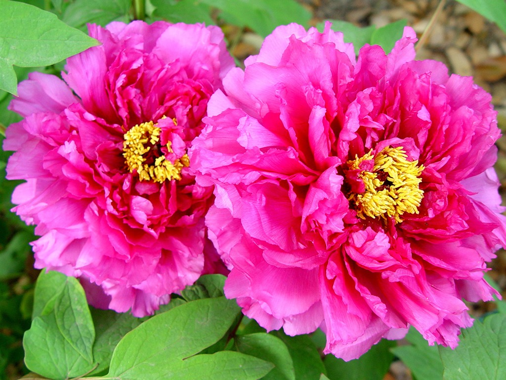 Fondos de la reina Flor Peonía #24 - 1024x768