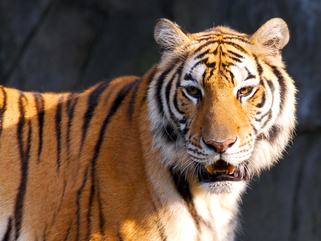 Fond d'écran Photo Tiger #3 - 1024x768