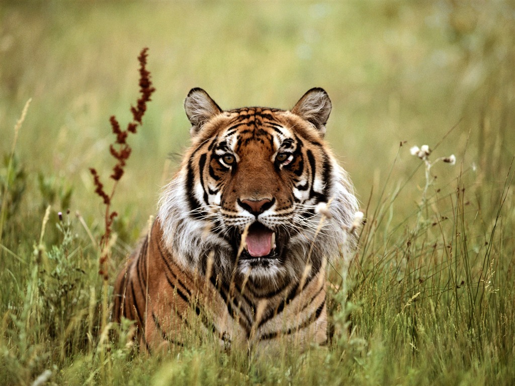 Tiger Foto Wallpaper #10 - 1024x768