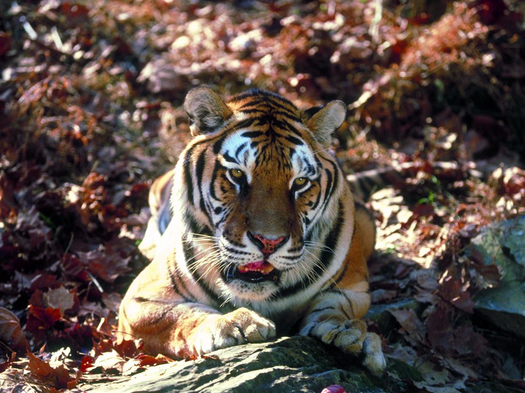 Tiger Photo Wallpaper #13 - 1024x768