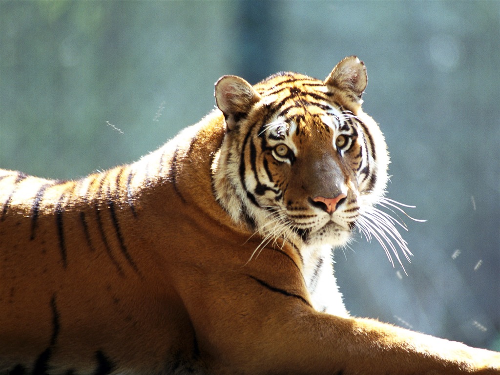 Tiger Фото обои #14 - 1024x768