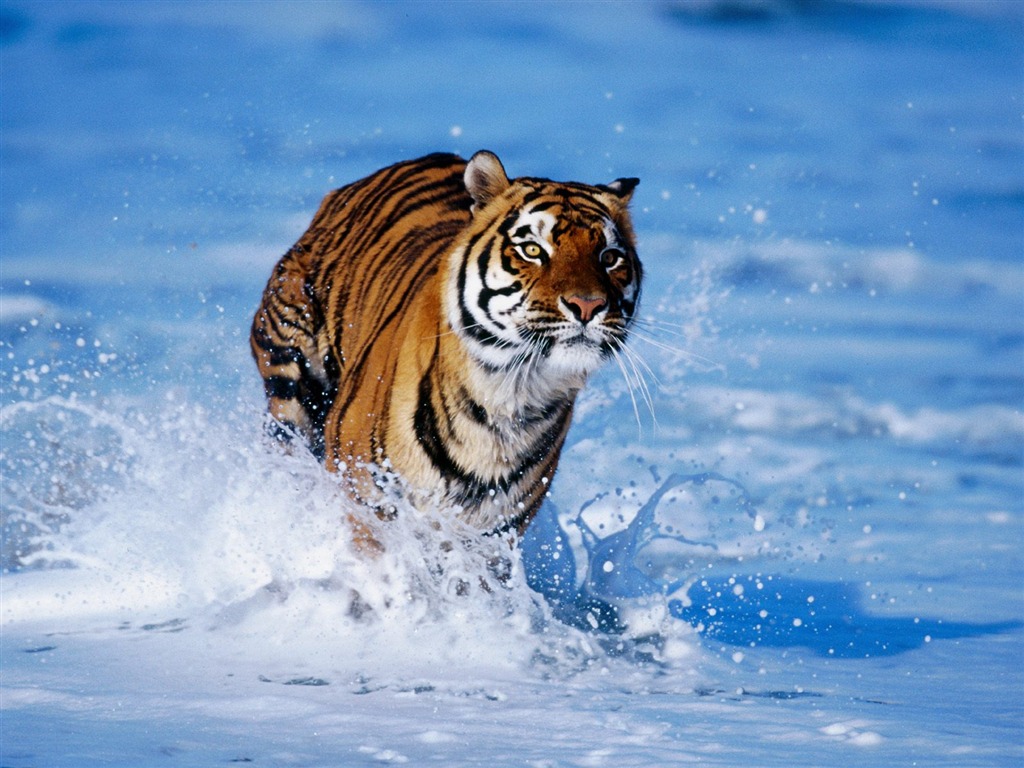 Tiger Фото обои #15 - 1024x768