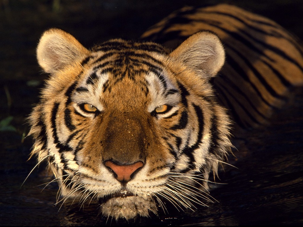 Tiger Фото обои #16 - 1024x768