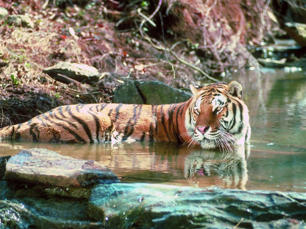 Tiger Фото обои #18 - 1024x768