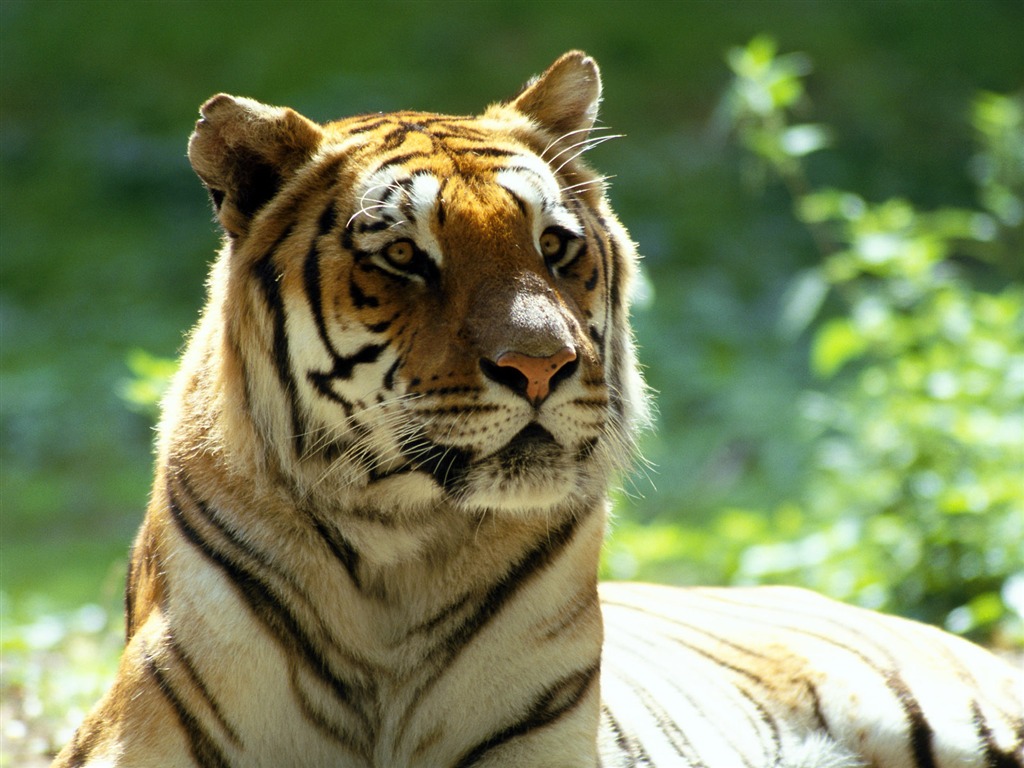 Tiger Фото обои #24 - 1024x768