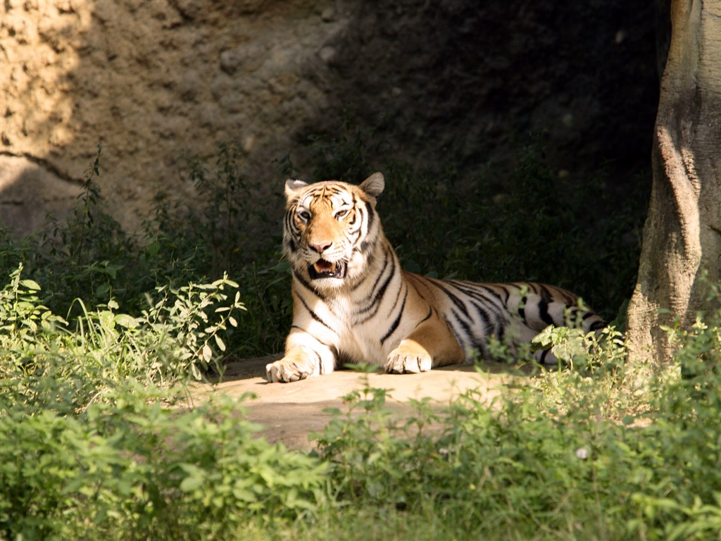 Tiger Фото обои #26 - 1024x768