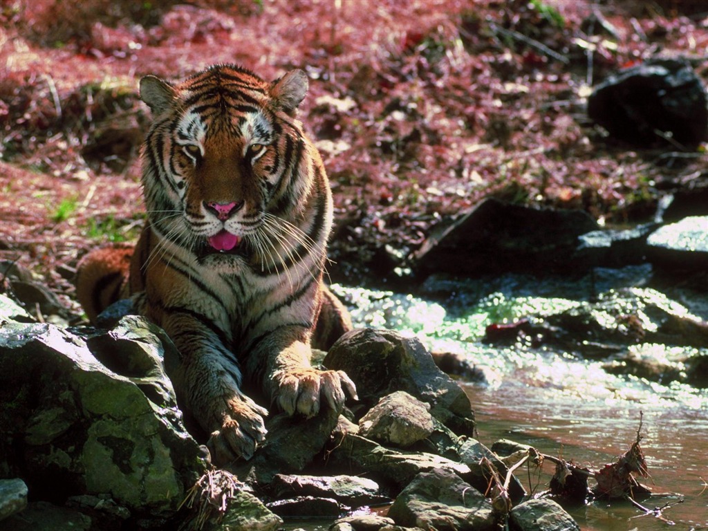 Tiger Photo Wallpaper #28 - 1024x768