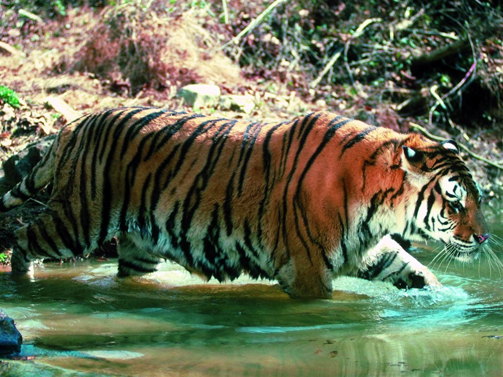 Tiger Foto Wallpaper #29 - 1024x768