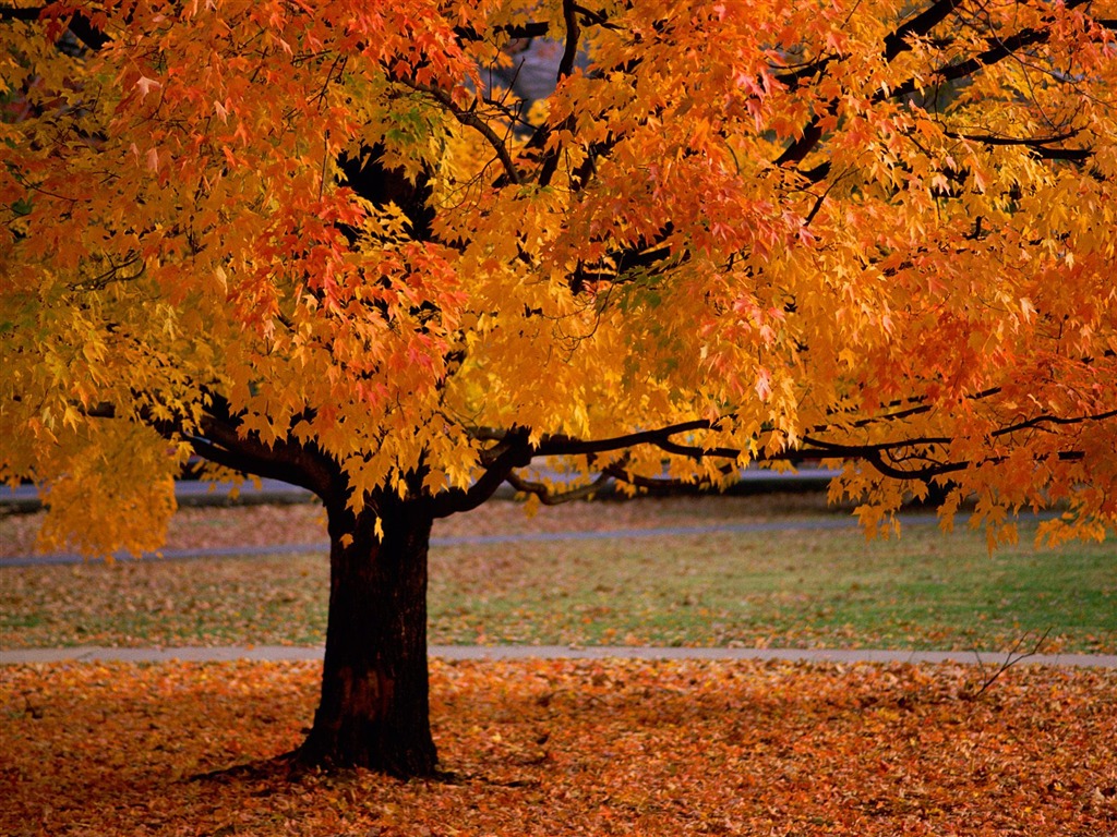 Fond d'écran magnifiques paysages d'automne #2 - 1024x768