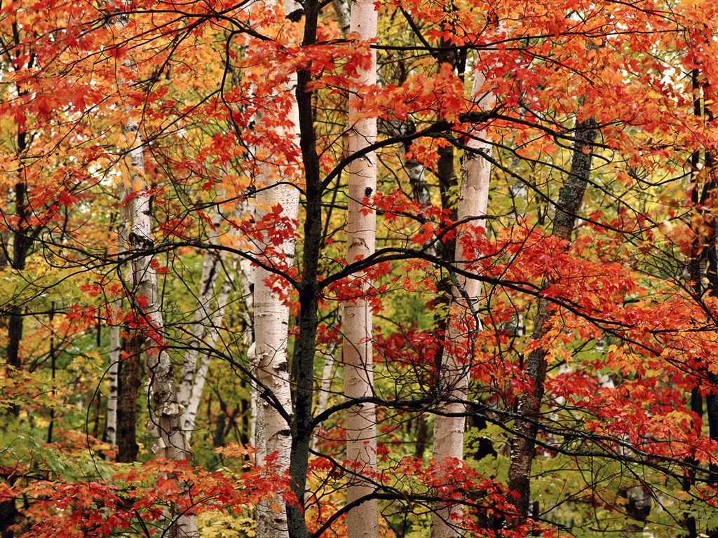 Herbstlandschaft schöne Tapete #3 - 1024x768