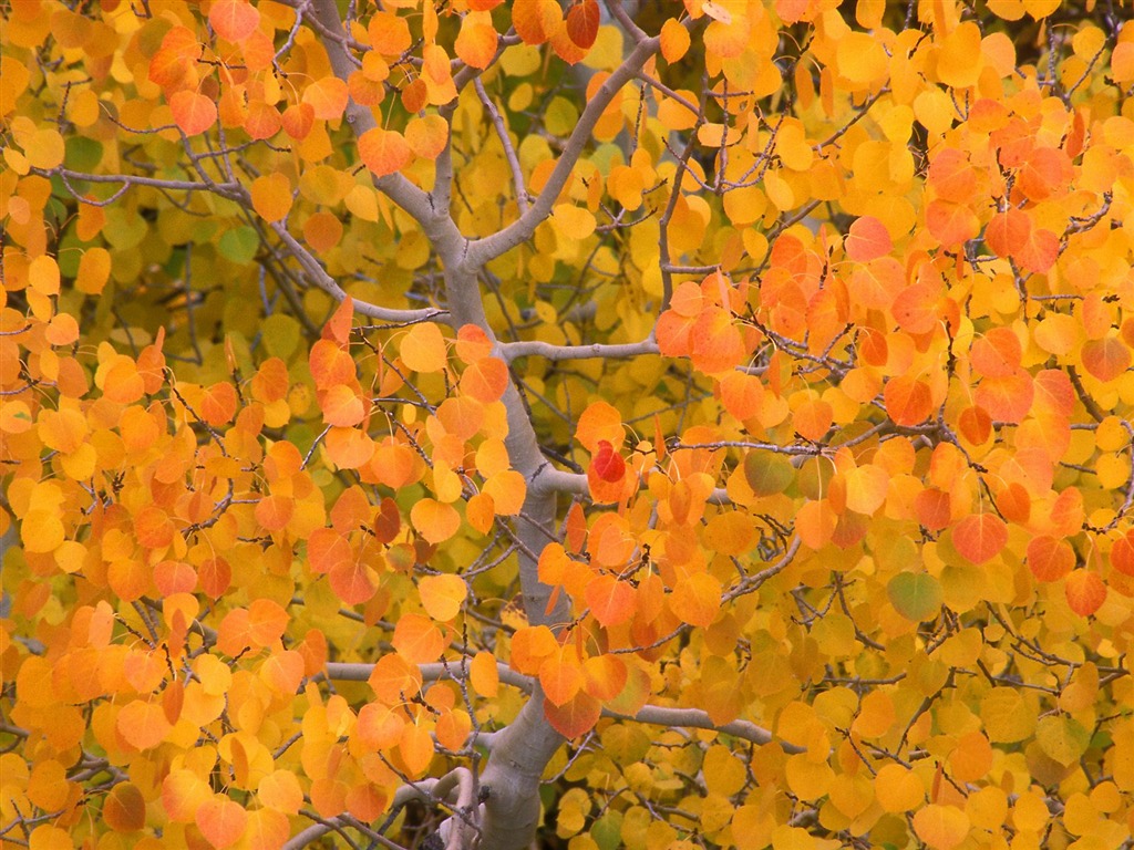 Herbstlandschaft schöne Tapete #5 - 1024x768