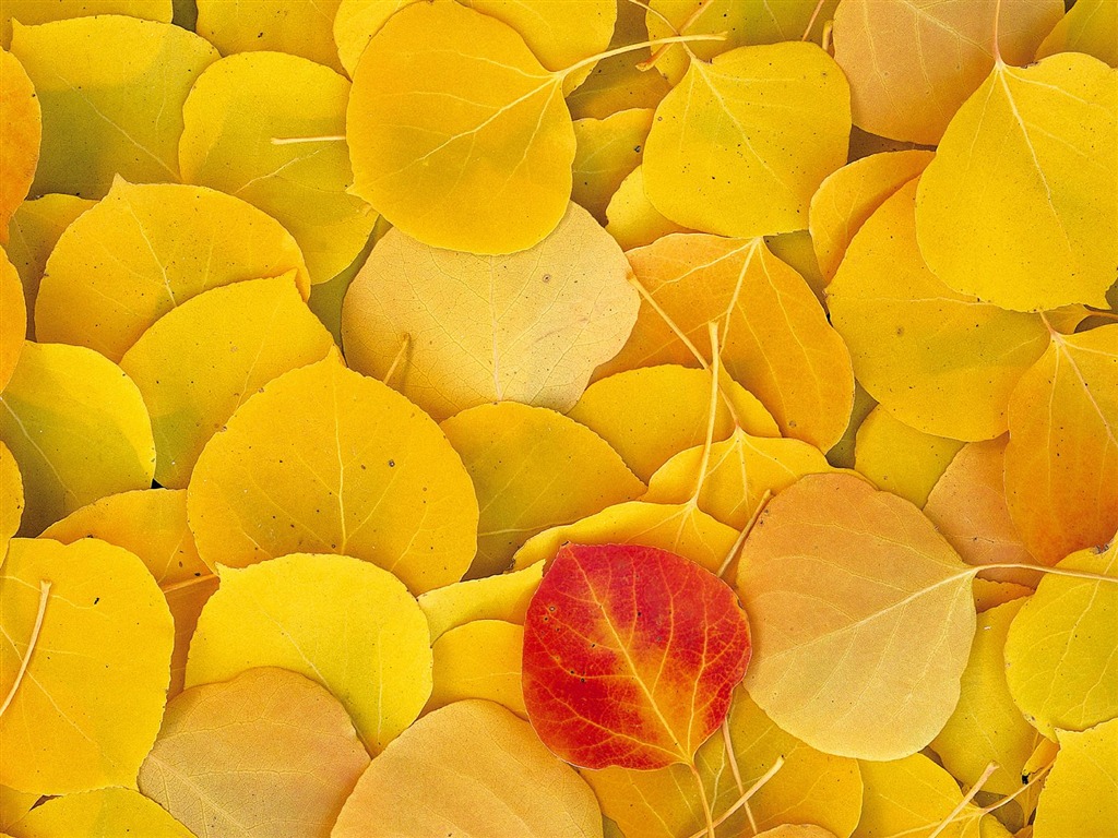 Herbstlandschaft schöne Tapete #6 - 1024x768