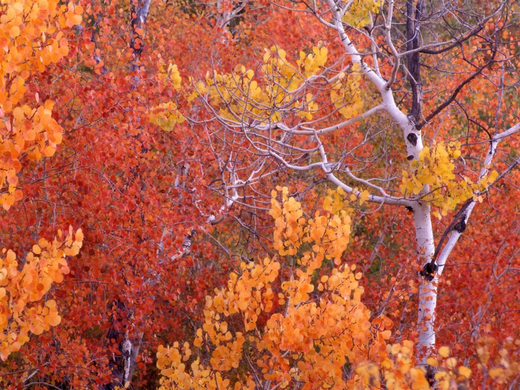 Herbstlandschaft schöne Tapete #8 - 1024x768