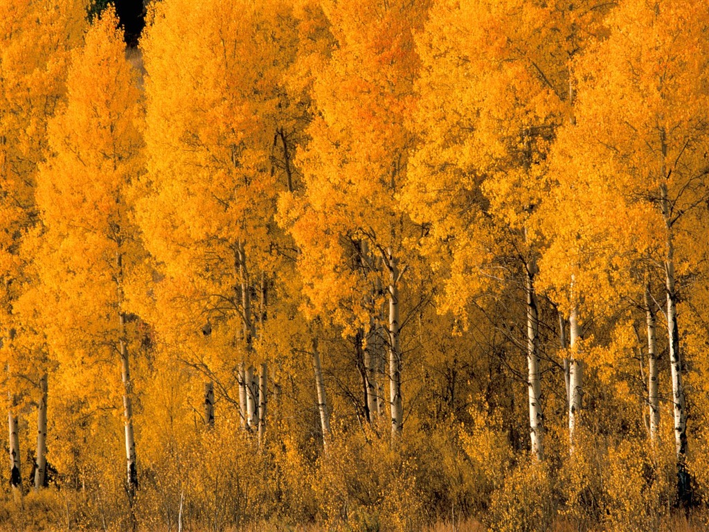 Herbstlandschaft schöne Tapete #9 - 1024x768