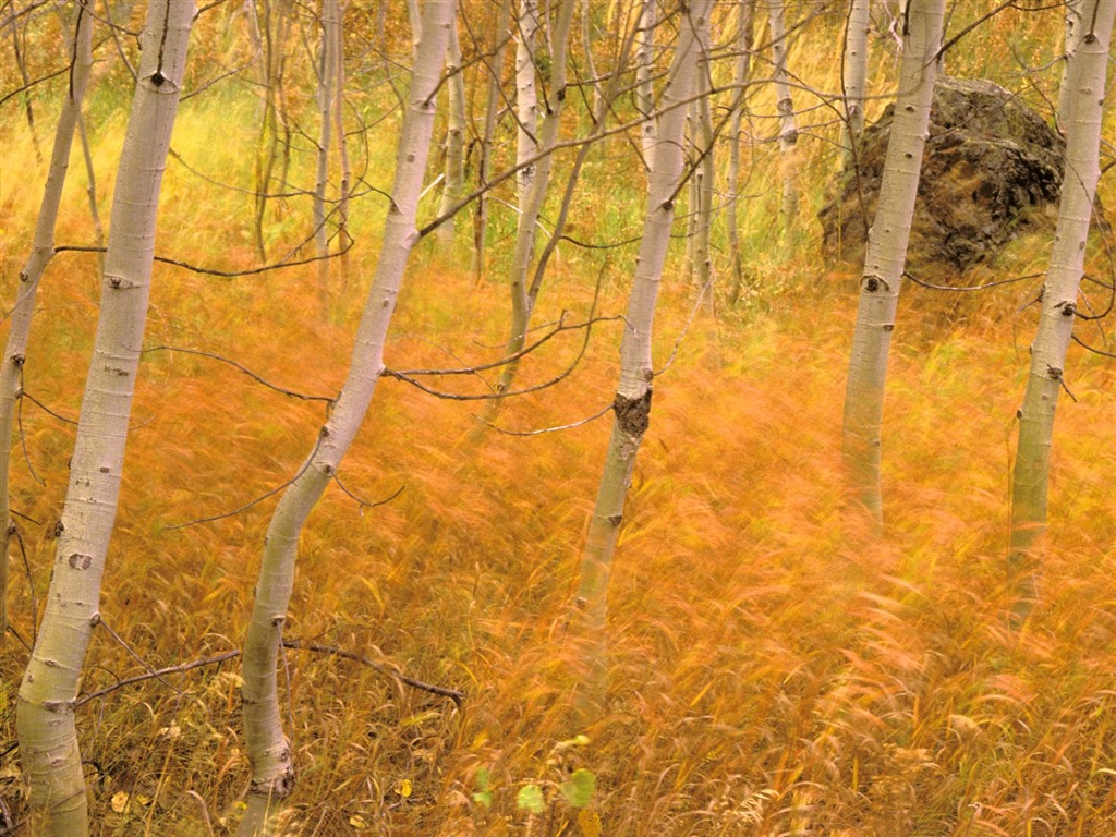 Herbstlandschaft schöne Tapete #10 - 1024x768