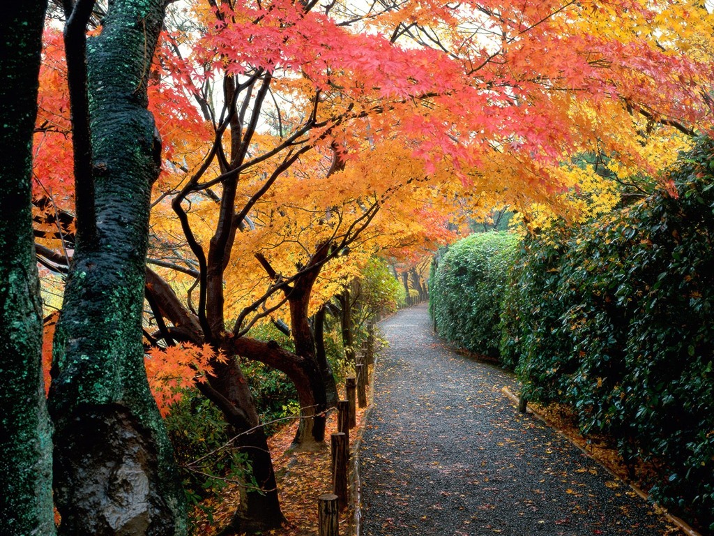 Herbstlandschaft schöne Tapete #14 - 1024x768