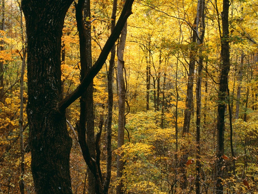 Podzimní krajina krásná tapeta #17 - 1024x768