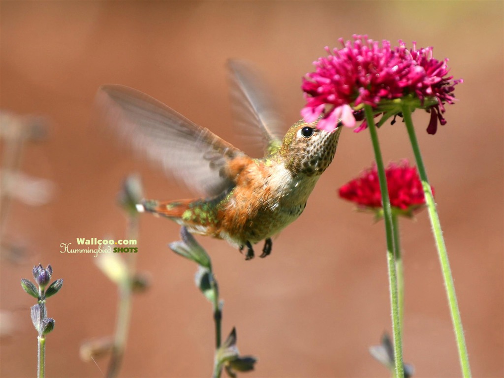 Hummingbirds Photo Wallpaper #10 - 1024x768