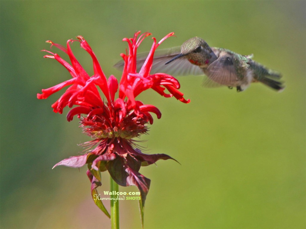 hummingbirds Foto Wallpaper #12 - 1024x768