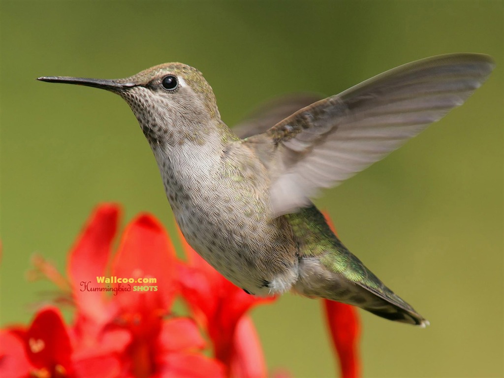 hummingbirds Foto Wallpaper #14 - 1024x768