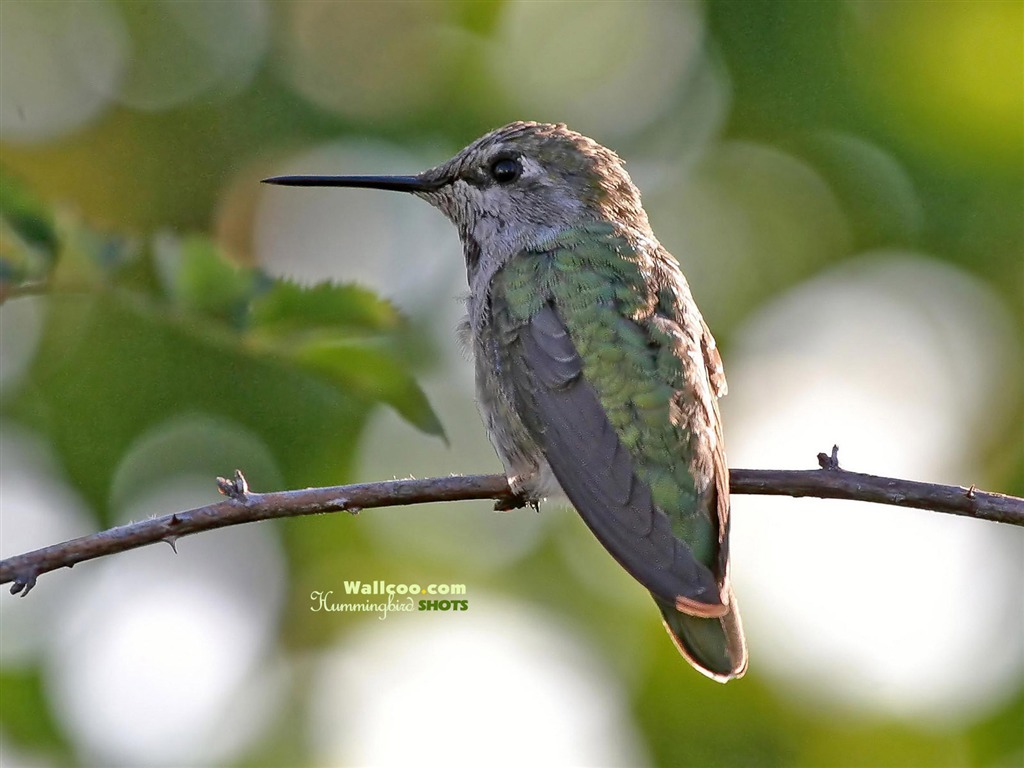 hummingbirds Foto Wallpaper #15 - 1024x768
