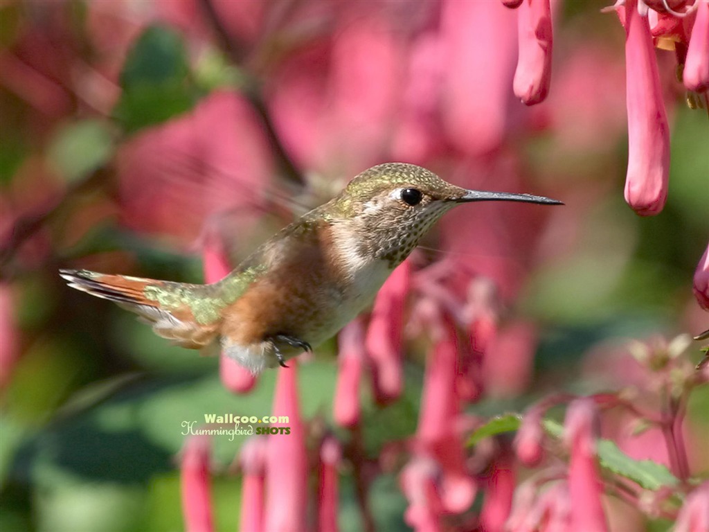 hummingbirds Foto Wallpaper #16 - 1024x768