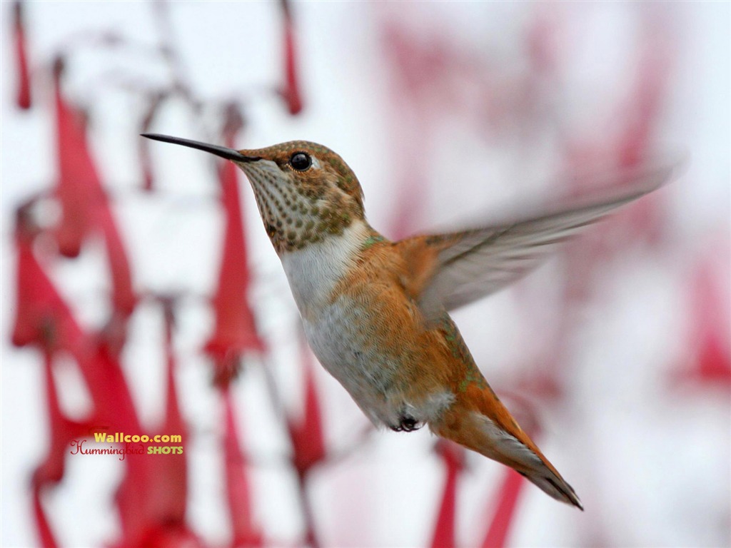 hummingbirds Foto Wallpaper #17 - 1024x768