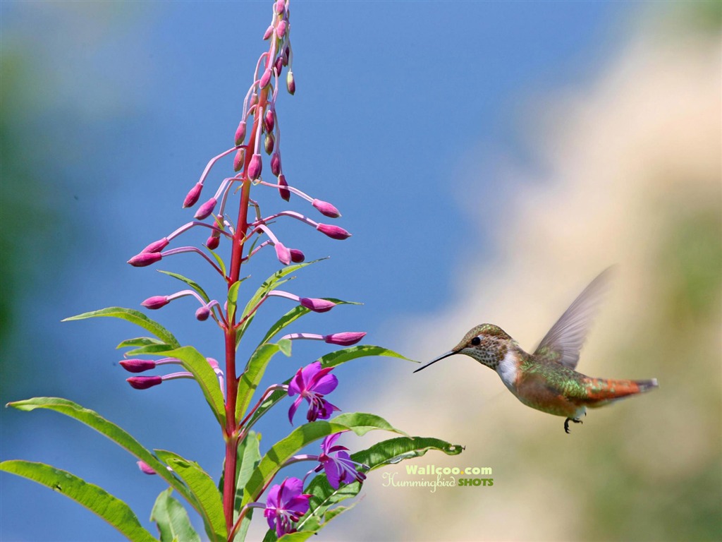 hummingbirds Foto Wallpaper #19 - 1024x768