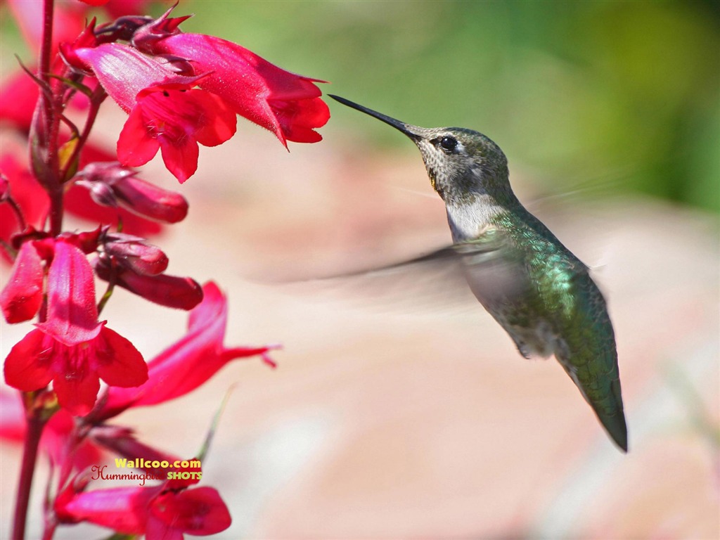 hummingbirds Foto Wallpaper #20 - 1024x768
