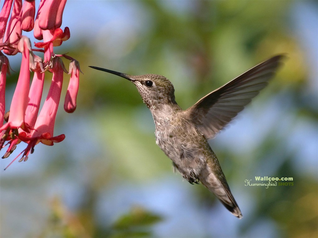 hummingbirds Foto Wallpaper #21 - 1024x768