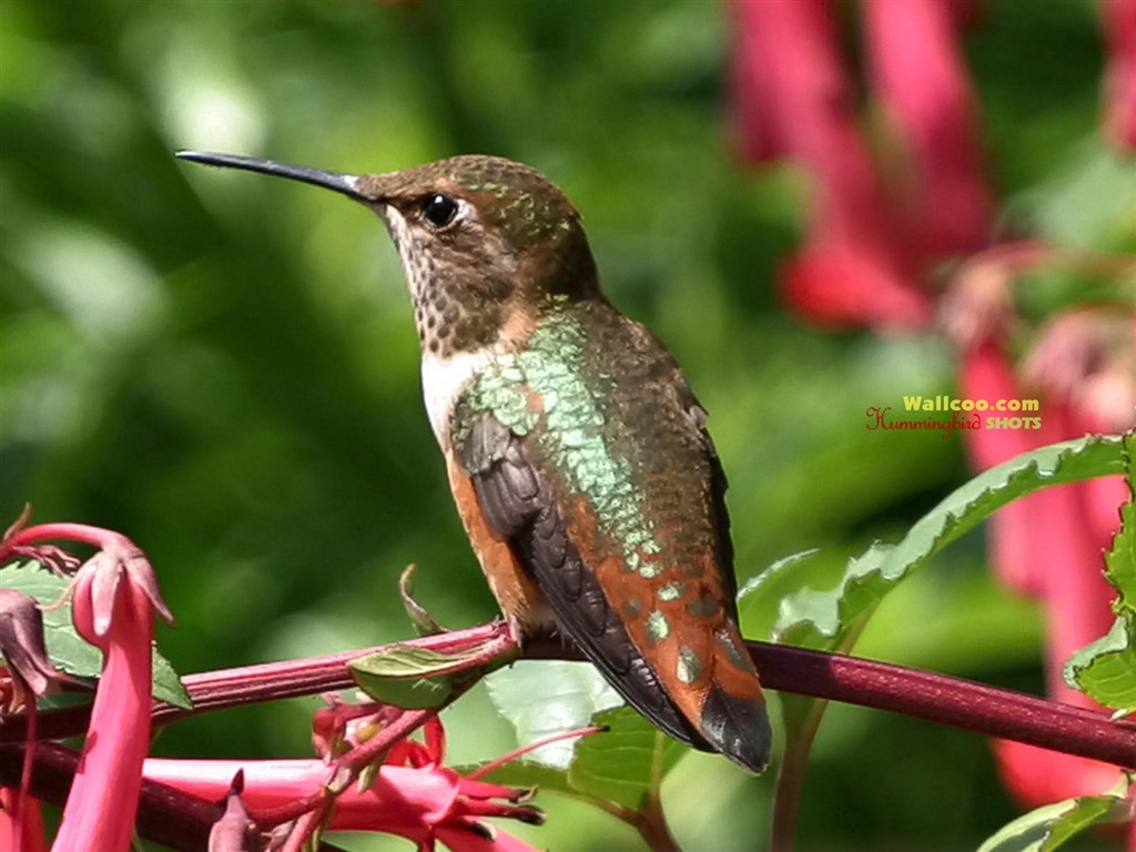 hummingbirds Foto Wallpaper #22 - 1024x768
