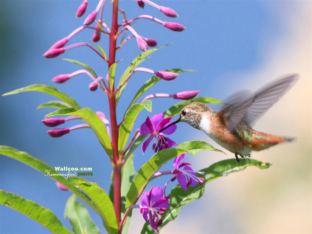hummingbirds Foto Wallpaper #23 - 1024x768