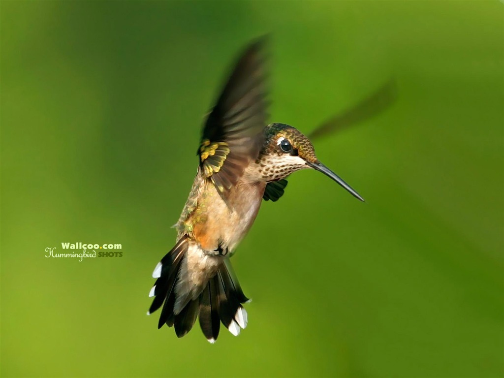 Hummingbirds Photo Wallpaper #24 - 1024x768