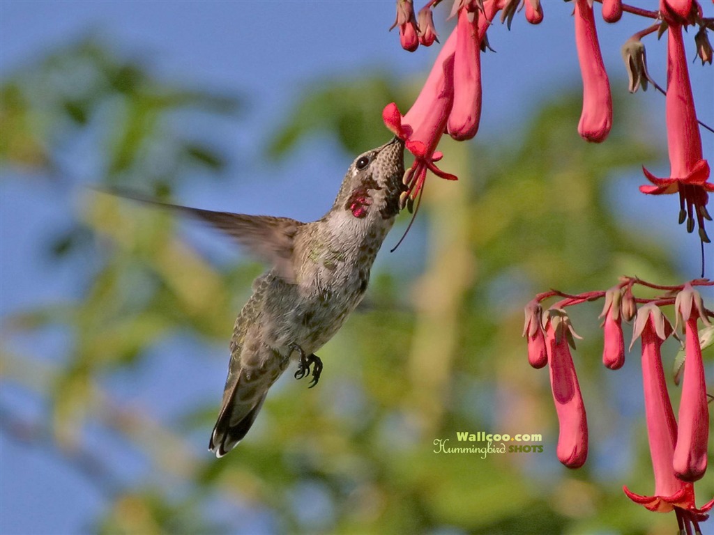 Hummingbirds Фото обои #25 - 1024x768