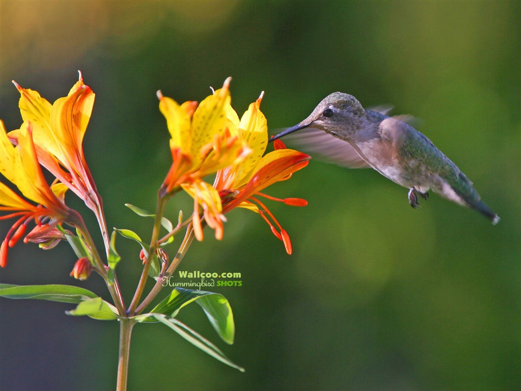 Hummingbirds Photo Wallpaper #26 - 1024x768