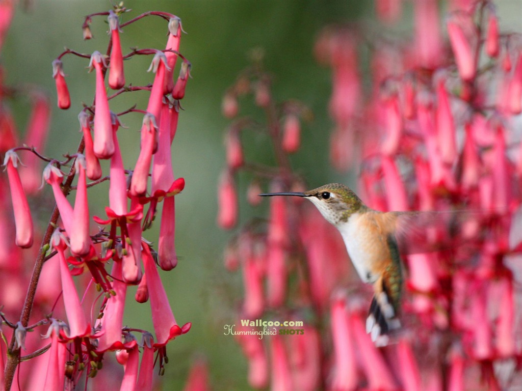 hummingbirds Foto Wallpaper #27 - 1024x768