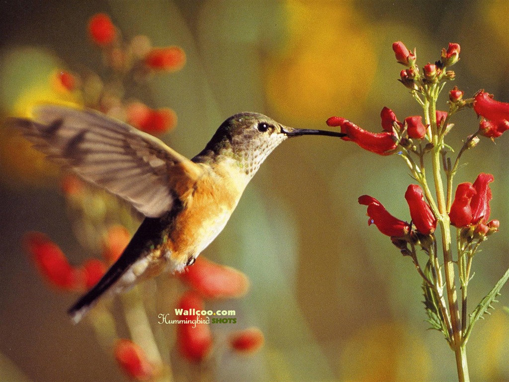 hummingbirds Foto Wallpaper #28 - 1024x768