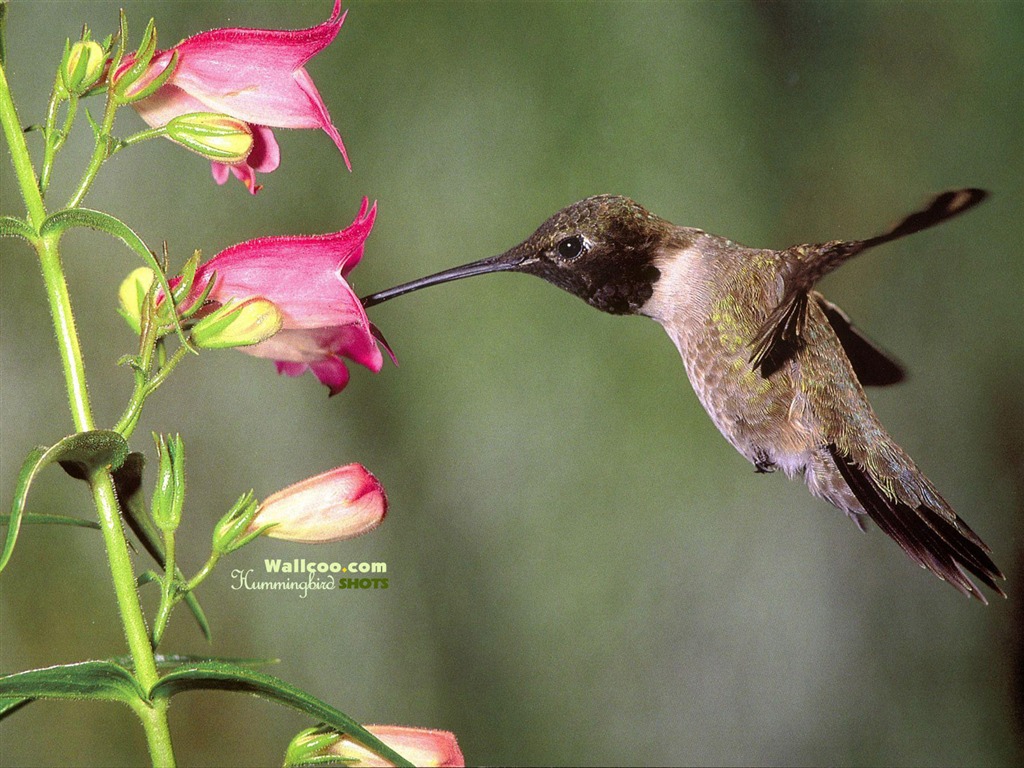 hummingbirds Foto Wallpaper #29 - 1024x768