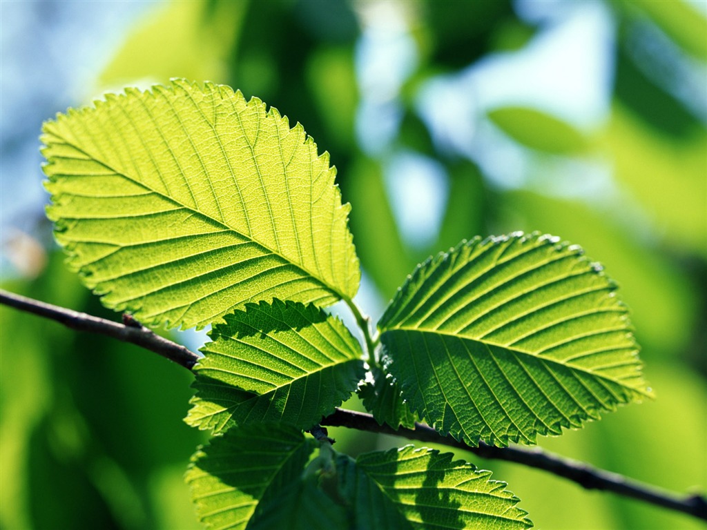 Cool green leaf wallpaper #22 - 1024x768