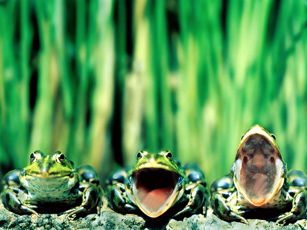Frog Album Fonds d'écran #1 - 1024x768