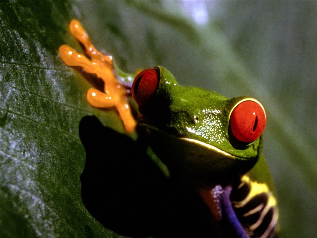 Frog Album Fonds d'écran #3 - 1024x768