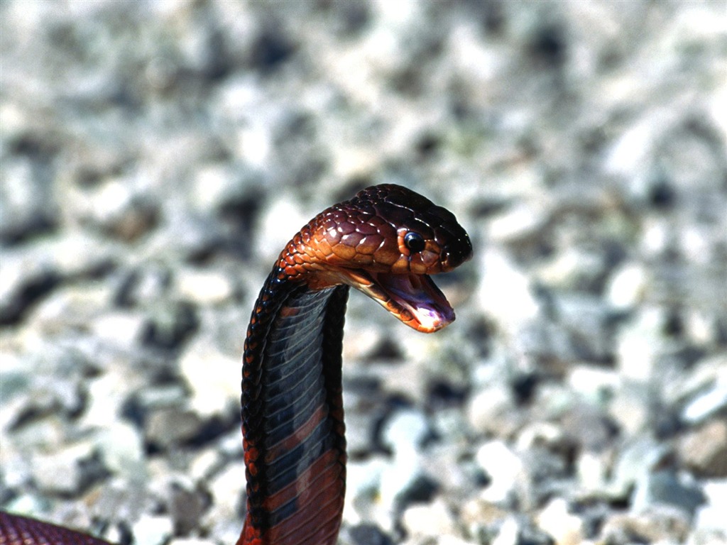 Snake écran Album #5 - 1024x768