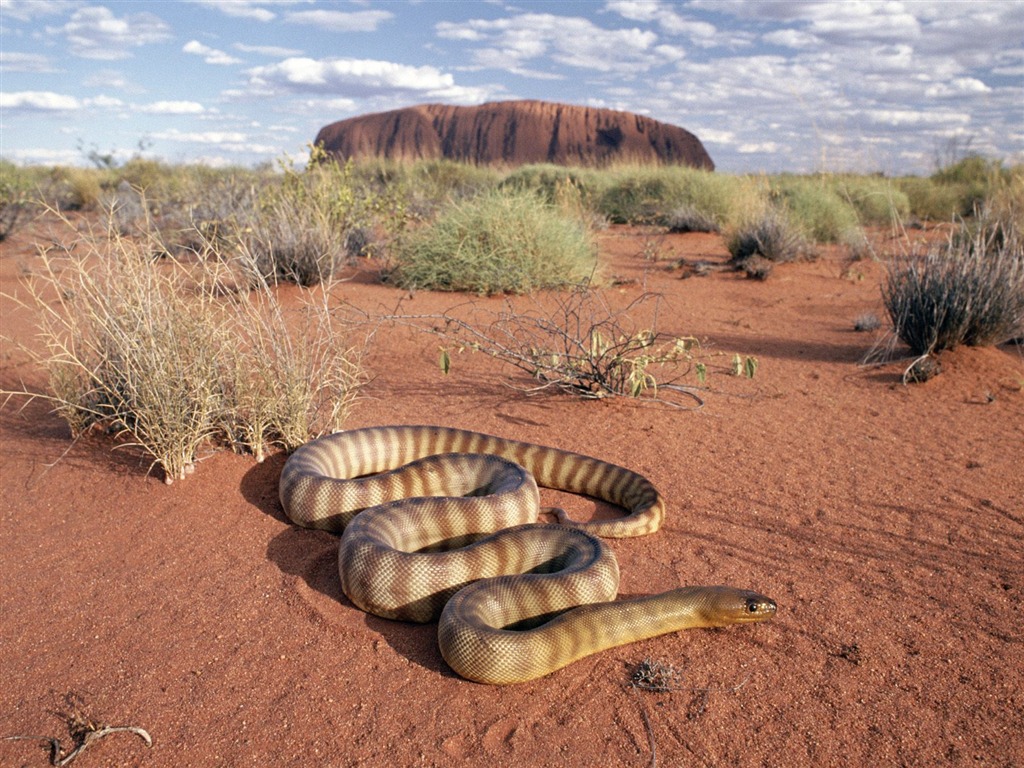 Snake écran Album #14 - 1024x768