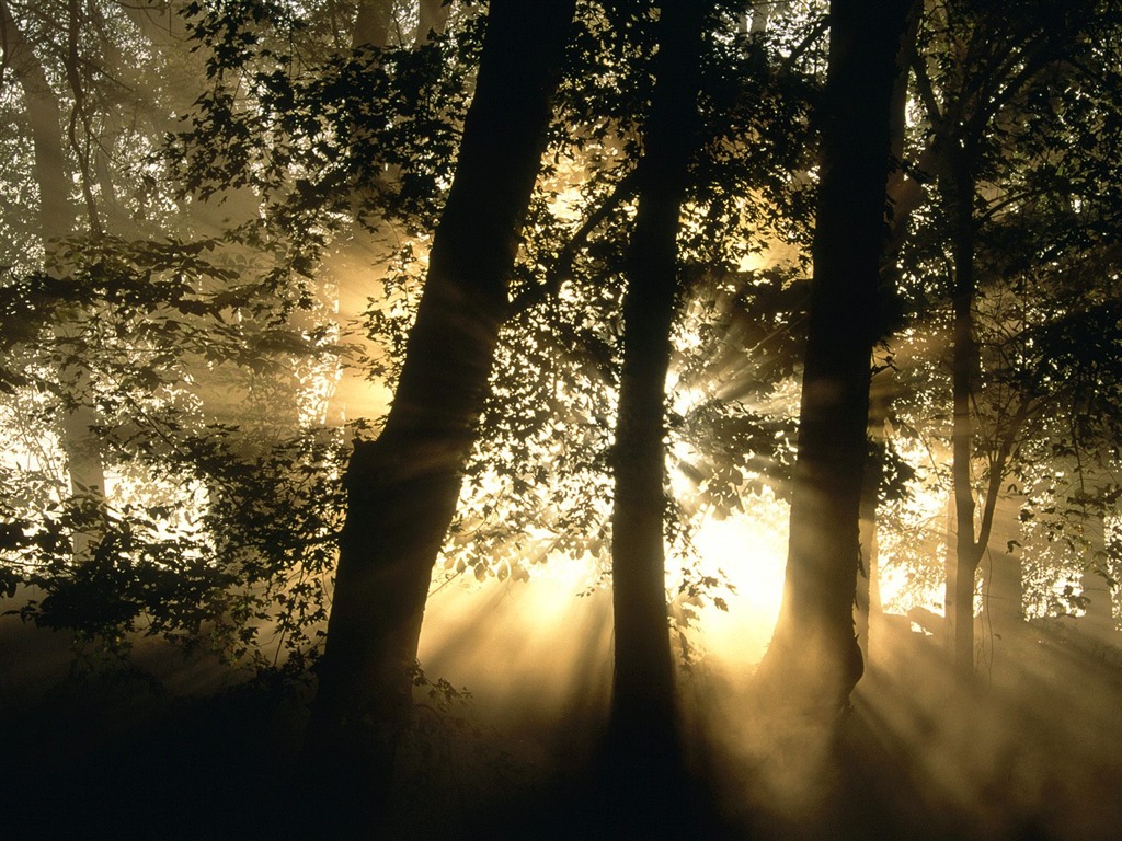 Fond d'écran d'arbres forestiers #13 - 1024x768