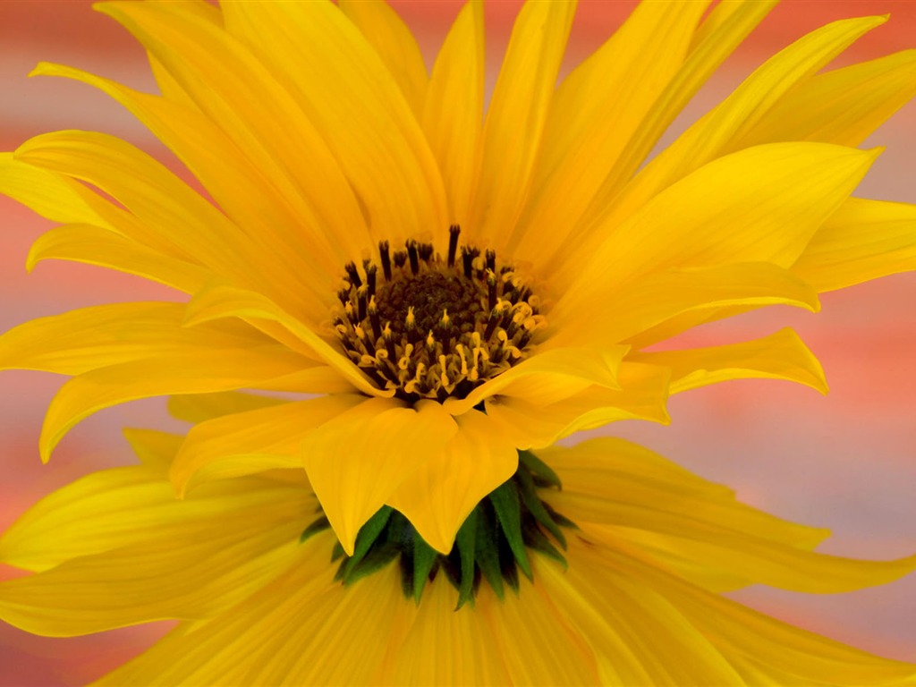 Pantalla ancha de flores fondos de escritorio de close-up #12 - 1024x768