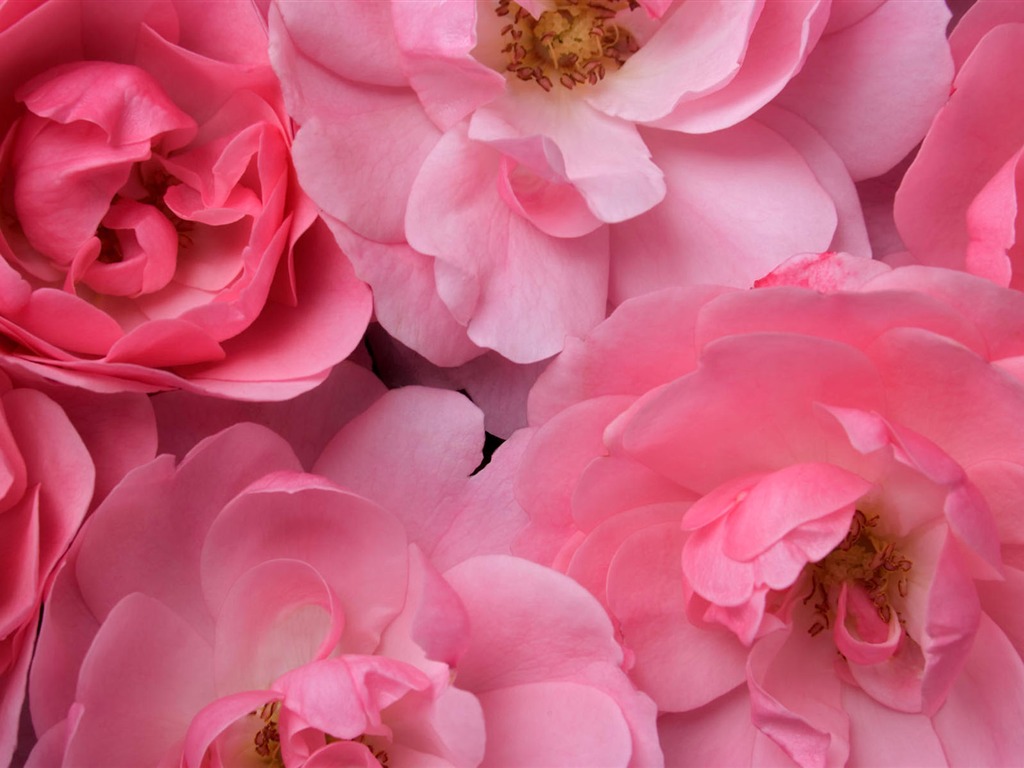 Widescreen wallpaper flowers close-up #15 - 1024x768