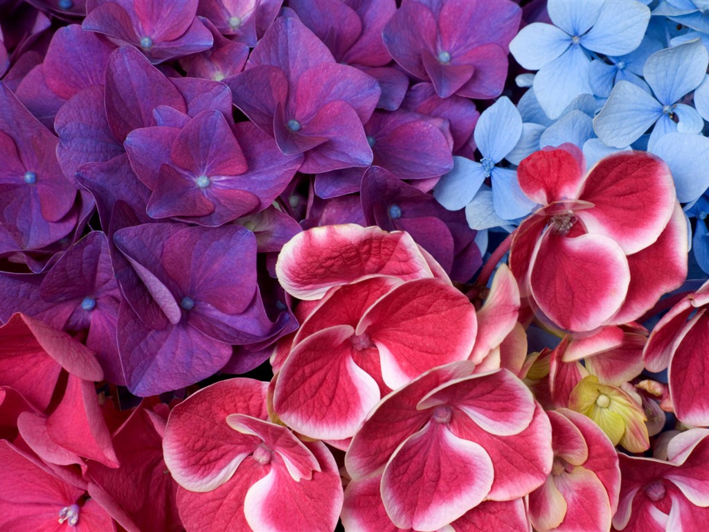 fleurs fond d'écran Widescreen close-up #20 - 1024x768