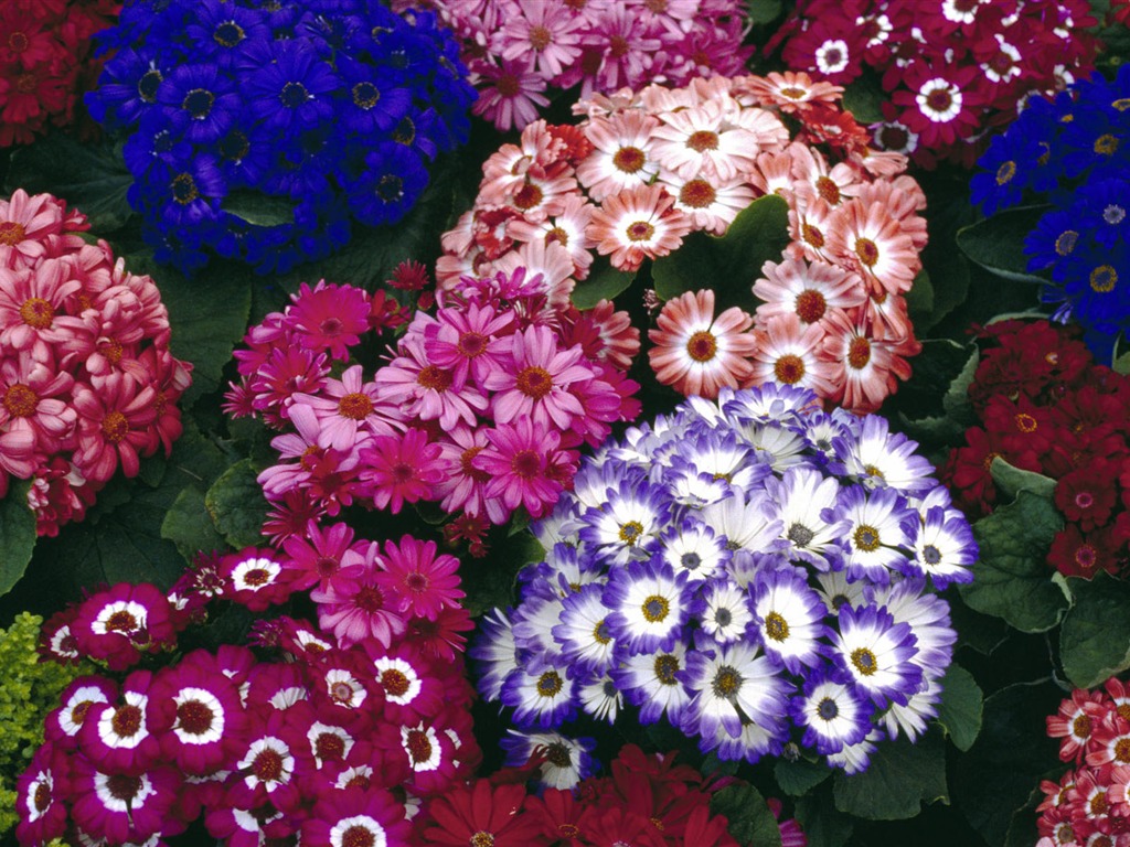 Širokoúhlé tapety květiny close-up #40 - 1024x768